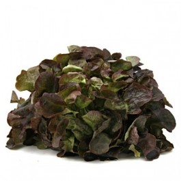 Eichblattsalat 1 Stück