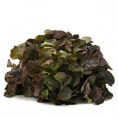 Eichblattsalat 1 Stück